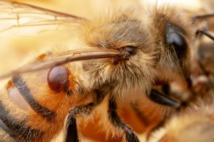 Honey Bee Microbiome Bacteria Engineered to Protect against Pathogens and Pests