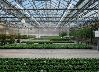 LED lighting in greenhouses helps but standards are needed