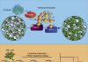 Leukemia’s Favorite Fix, Vitamin B6, Vulnerable to Pharmacological Blockade