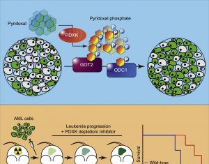 Leukemia’s Favorite Fix, Vitamin B6, Vulnerable to Pharmacological Blockade