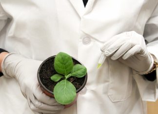 Making real a biotechnology dream: nitrogen-fixing cereal crops – Mirage News