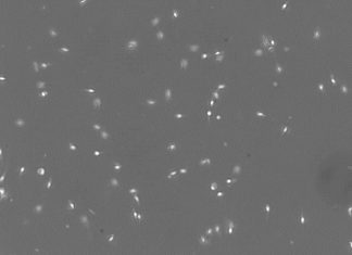 Male fertility after chemotherapy: New questions raised