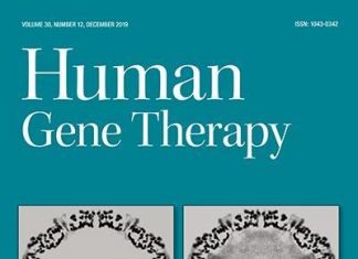Mayo clinic researchers test novel injection of gene therapy vectors into the kidney