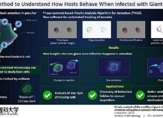 New method reveals how giant viruses infect amoeba