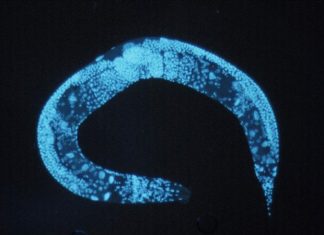 New tool could speed up neuroscience research into pheromones