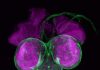 Scientists short-circuit maturity in insects, opening new paths to disease prevention