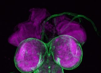 Scientists short-circuit maturity in insects, opening new paths to disease prevention