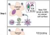“Skeleton Key” T-Cell Receptor Works across Multiple Cancer Types