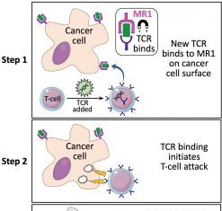 “Skeleton Key” T-Cell Receptor Works across Multiple Cancer Types