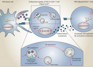 Smoking HIV out of dormancy
