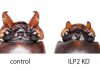 Specific insulin-like peptide regulates how beetle ‘weapons’ grow