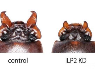 Specific insulin-like peptide regulates how beetle ‘weapons’ grow
