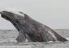 Study connects marine heat wave with spike in whale entanglements