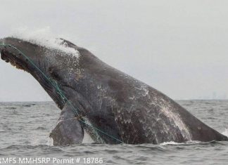 Study connects marine heat wave with spike in whale entanglements