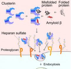 Alzheimer’s Disease Protein Clearance Mechanism Identified