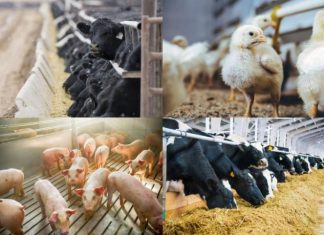 Antibiotics in animals: More research urgently needed