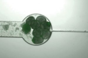 Building SynBio Platforms to Support Practical Apps