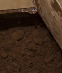 Cocoa Drink Aids Walking in People with Peripheral Artery Disease