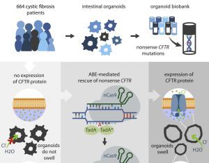 CRISPR Base Editor Repairs Faulty Genes in Cystic Fibrosis Organoids