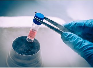 Human stem cells cure diabetes in mice