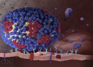 New tool monitors real time mutations in flu