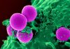Researchers develop novel therapy to combat antibiotic-resistant superbug infections