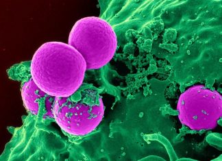 Researchers develop novel therapy to combat antibiotic-resistant superbug infections