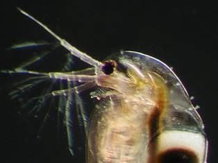 The paradox of dormancy: Why sleep when you can eat?