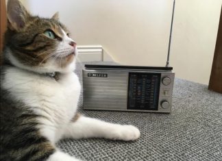 The ‘purrfect’ music for calming cats