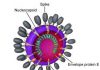 UCSC genome browser posts the coronavirus genome