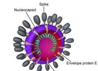 UCSC genome browser posts the coronavirus genome