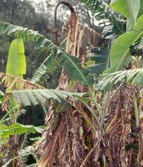 Viewpoint: Biotechnology could save our favorite banana. Will anti-GMO activists stand in the way? – Genetic Literacy Project