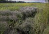 World Wetlands Day: Fostering global biodiversity and mitigating climate change