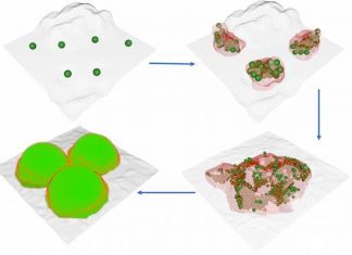 Bacteria form biofilms like settlers form cities