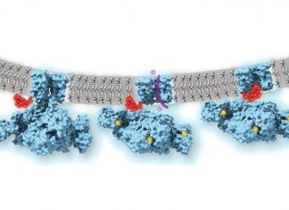 Ball-and-chain inactivation of ion channels visualized by cryo-electron microscopy