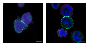 Cell Membrane’s Cheek-to-Cheek Proteins ID’d with Extra-Tight Proximity Labeling