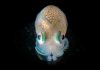 Gene regulatory factors enable bacteria to kill rivals and establish symbiosis in a squid