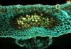 How three genes rule plant symbioses