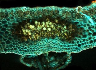 How three genes rule plant symbioses