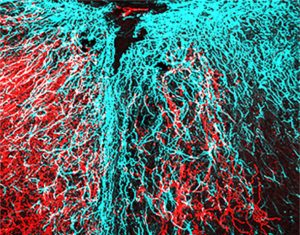 Increasing Energy Supply in Injured Spinal Cord Nerves May Help Promote Axon Regrowth
