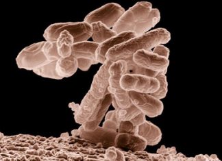 Nutrition influences the course of MS – European Biotechnology