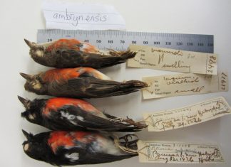 One species to four: New analysis documents new bird diversity in the Pacific