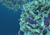Vir Biotechnology Partners with NIH and Biogen for Developing Coronavirus Antibodies – HospiMedica