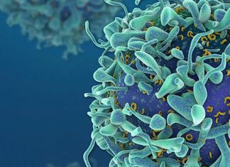 Vir Biotechnology Partners with NIH and Biogen for Developing Coronavirus Antibodies – HospiMedica
