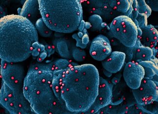 Vir Biotechnology reports early progress in antibody treatment for Covid-19 – STAT