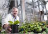 Australian plant that produces antibodies may help in coronavirus vaccine production
