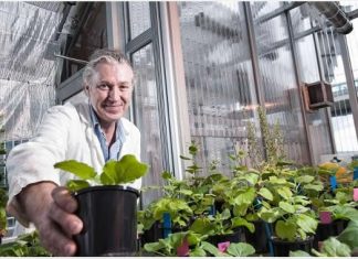 Australian plant that produces antibodies may help in coronavirus vaccine production