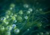 Blue biotechnology for cosmetics holds sustainable raw material promise – CosmeticsDesign-Europe.com
