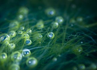 Blue biotechnology for cosmetics holds sustainable raw material promise – CosmeticsDesign-Europe.com