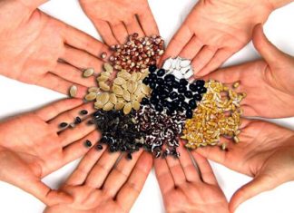 Global Commercial Seeds (Conventional, Biotechnology) Market 2020 Top Industry Players – Monsanto, DuPont Pioneer, Syngenta, Vilmorin & Cie, KWS SAAT – Science In Me